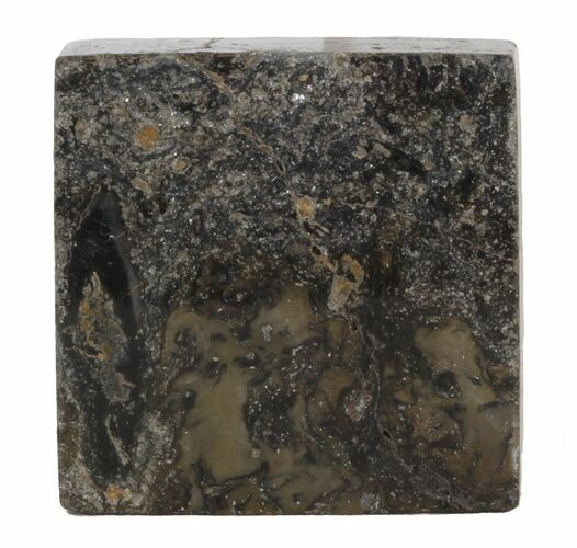 Rhynie Chert - Early Devonian Vascular Plant Fossils #44256